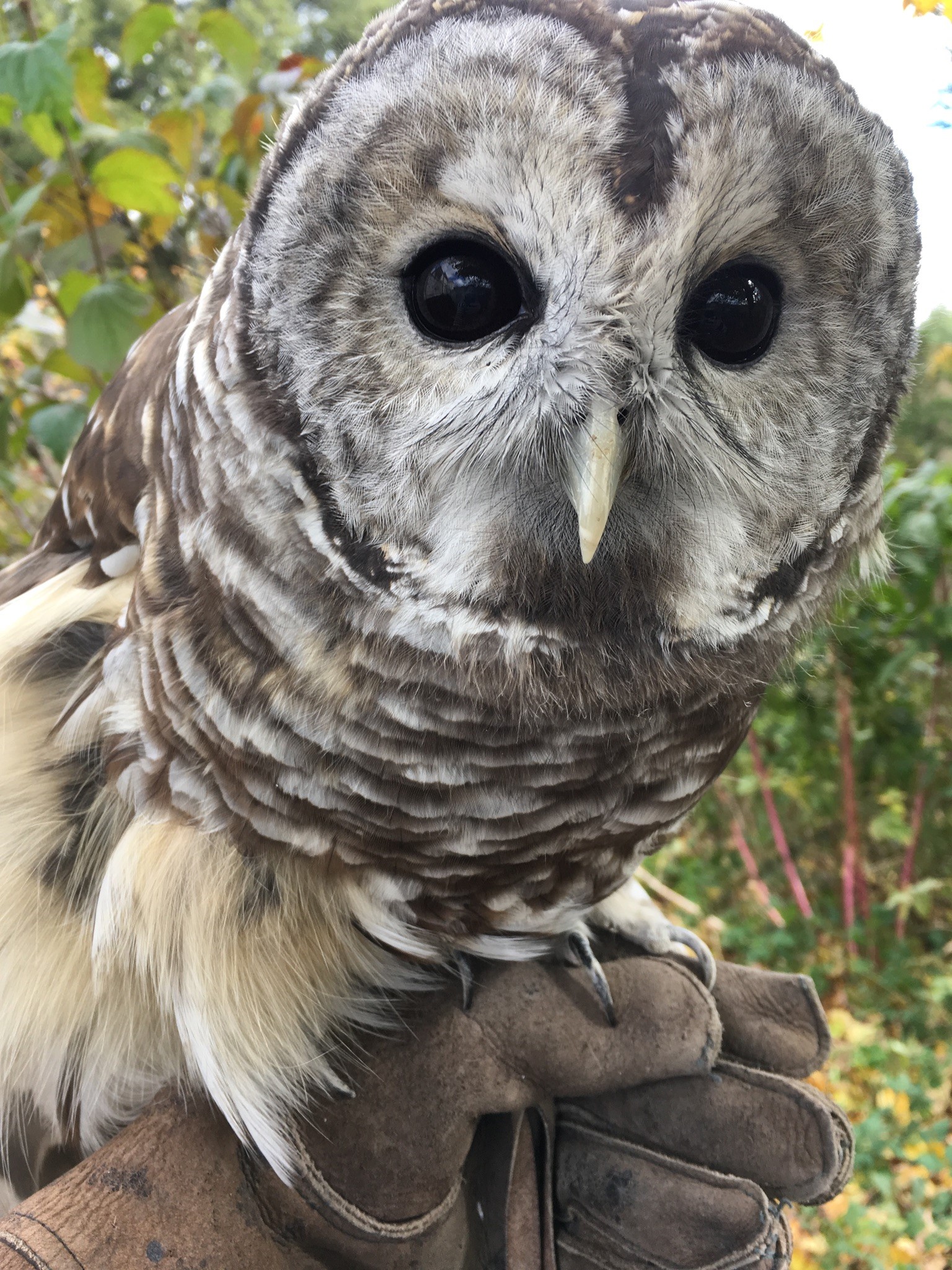 Shakespeare the Barred Owl