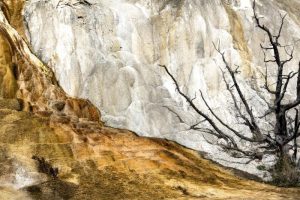 Orange-Spring-Mound-Detail-with_Tree-by-Suzanne_Kirschner